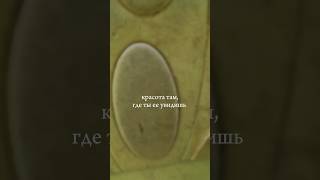 КРАСОТЫ НЕТ?? #мысли #ASMR #лето #showmelove #красота #тренды #философия #комментарии #природа #жиза