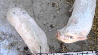 Piggies by The Juice Productions  1,101 views 9 years ago 8 seconds
