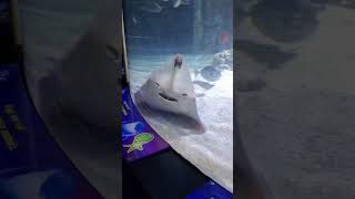 National Sealife Birmingham കണ്ടു ഞങ്ങൾ ഞെട്ടി guys. #nationalsealife