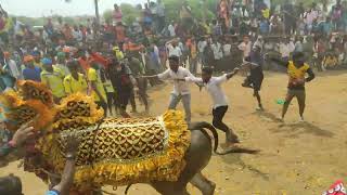 dinnahalli jallikattu bull @2024 part 90