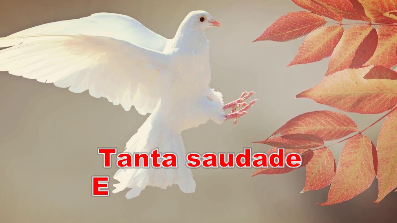 Debaixo das Asas - YouTube