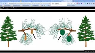 Savvas Chapter 3 Lesson 4 Part 3:  Conifer plants