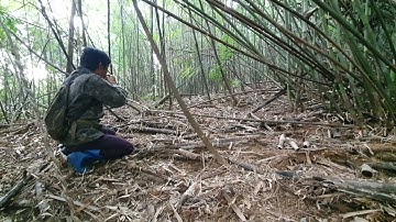 ชิวีดเดีนป่าล่าสัด yos hav zoov dib hos huam 11/2/2022