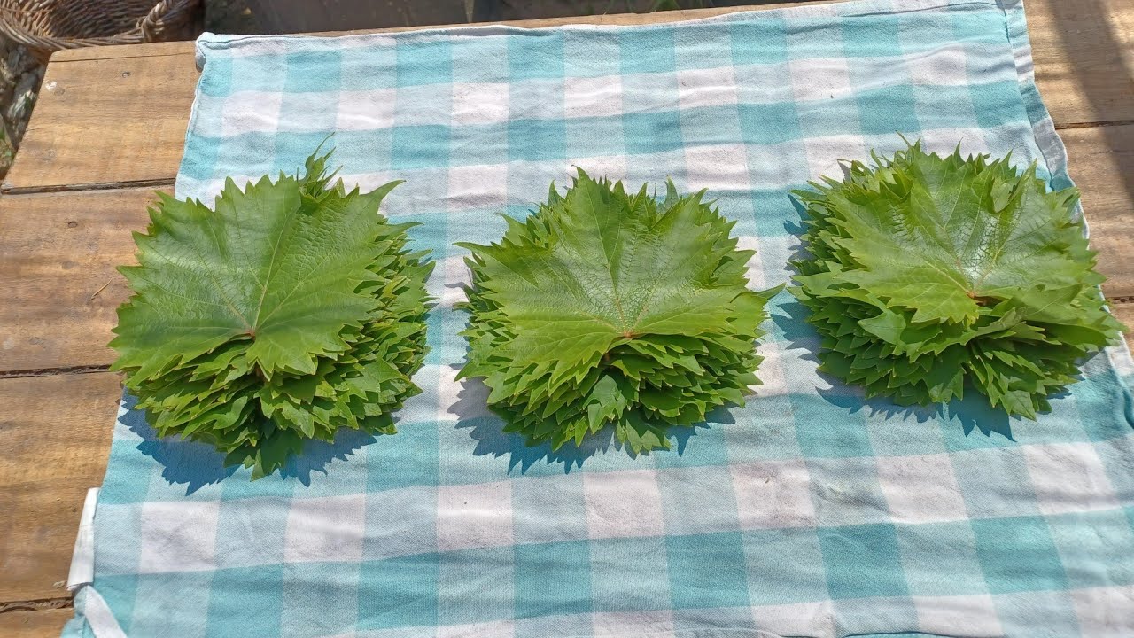 Comment conserver facilement les feuilles des vignes | Façon Autonome