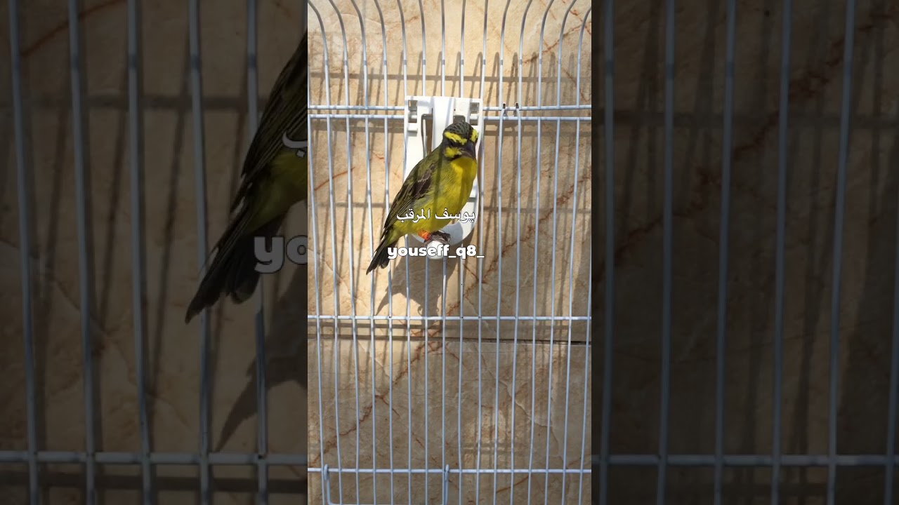 تغريد ياسمين موزمبيق                                                Serinus mozambicus