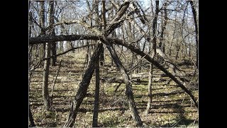 Mysteries and Oddities:  Mysterious Sasquatch Tree Structures, suspected creations of the Bigfoot