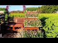キレイな菜の花畑 #shorts