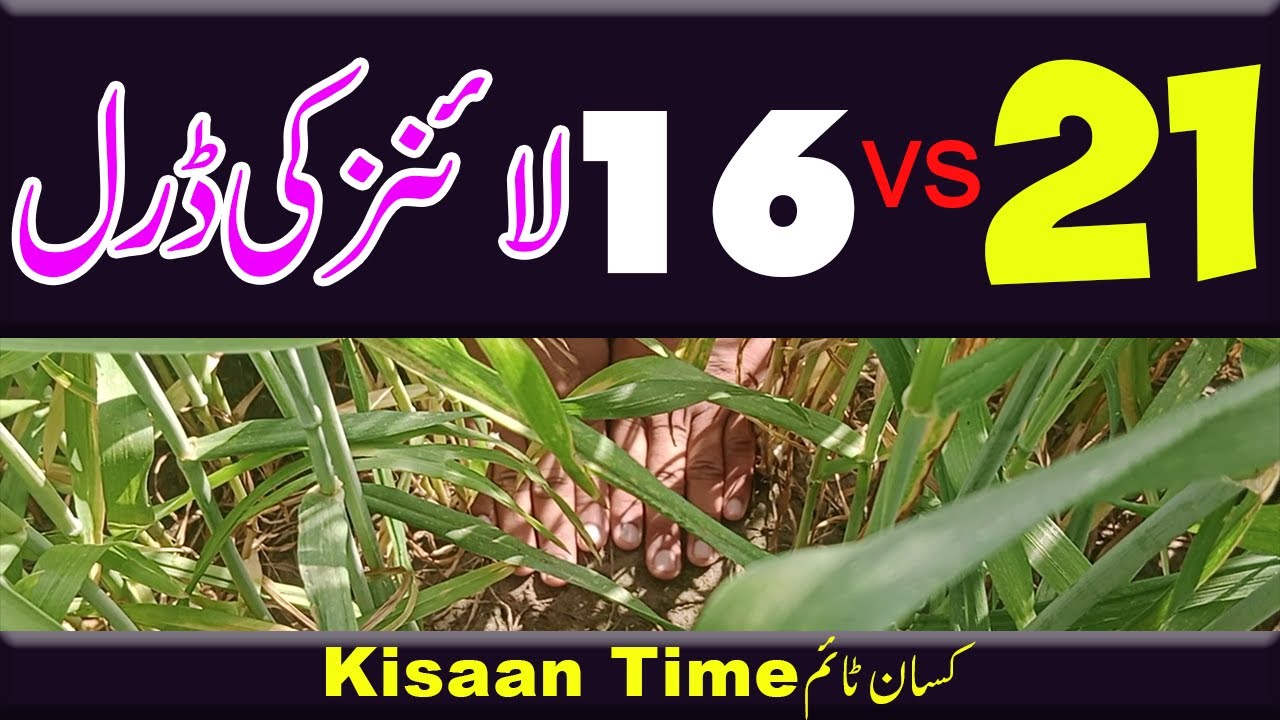 21 vs 16 Lines of Wheat Drill Machine 16 اور 21 لائنز کی ڈرل مشین کی پیداوار میں فرق kisan time