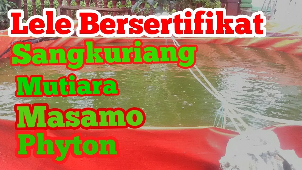 Hari 26 Budidaya: Lele Sangkuriang, Mutiara, Masamo VS Phyton 