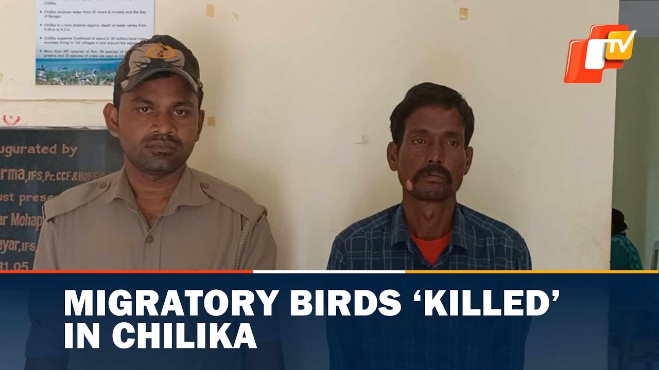 Migratory Birds Killed In Chilika, Poacher Arrested | OPTV News English
