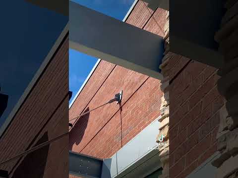 Bald eagle eats