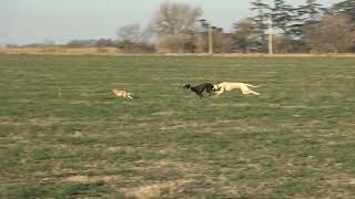 galgos de campo galgos y liebres