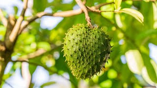 How To Know FOR SURE That A Soursop Is Ripe & Ready To Eat! #vegan