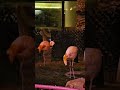 Flamingoes #birds #bird #nature #naturelovers #animals #flamingo #natural #duck #beautiful #fun