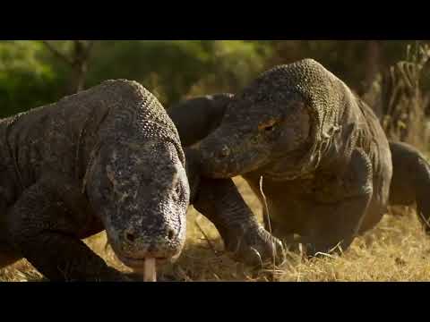 Komodo ejderleri / Dev vahşi kertenkeleler (Planet Earth II)