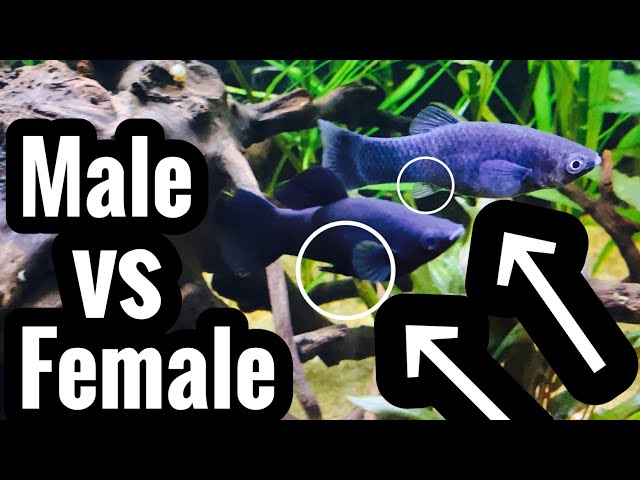 male vs female molly fish