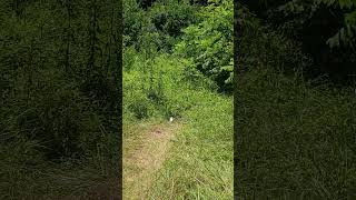 plinking with the walters .177 cal