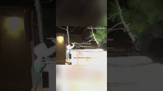 Hero Bear Stuck in Dumpster! Risky Rescue Drama Unfolds! #shorts
