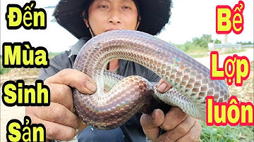 Thăm Bẫy Rắn Khu Rừng Già Đến Mùa Sinh Sản Rắn The Old Forest Snake Trap ||Góc Miền Tây 1