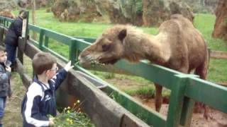 CABARCENO (DROMEDARIOS)