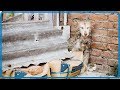 【衝撃】隅に突っ立ったままのガリガリに痩せたハスキー犬...レスキューセンターでゆっくり生活をすると変化が!!【世界が感動!涙と感動エピソード】