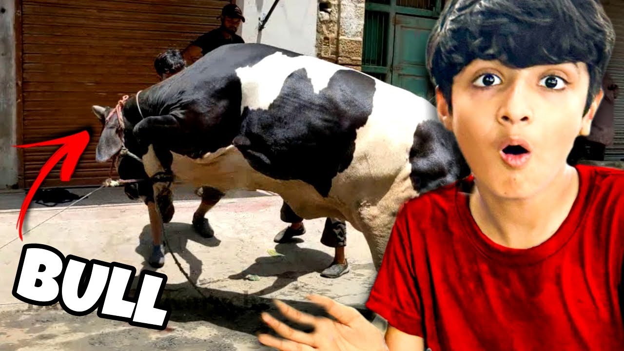 Cow Mandi sy Bull bhag Gya !