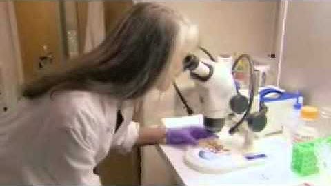 soft tissue in dino & other fossils(notes)-nothing in science justifies millions of years ages