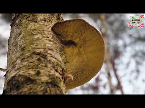 Video: Wofür Weiße Milchpilze Nützlich Sein Können