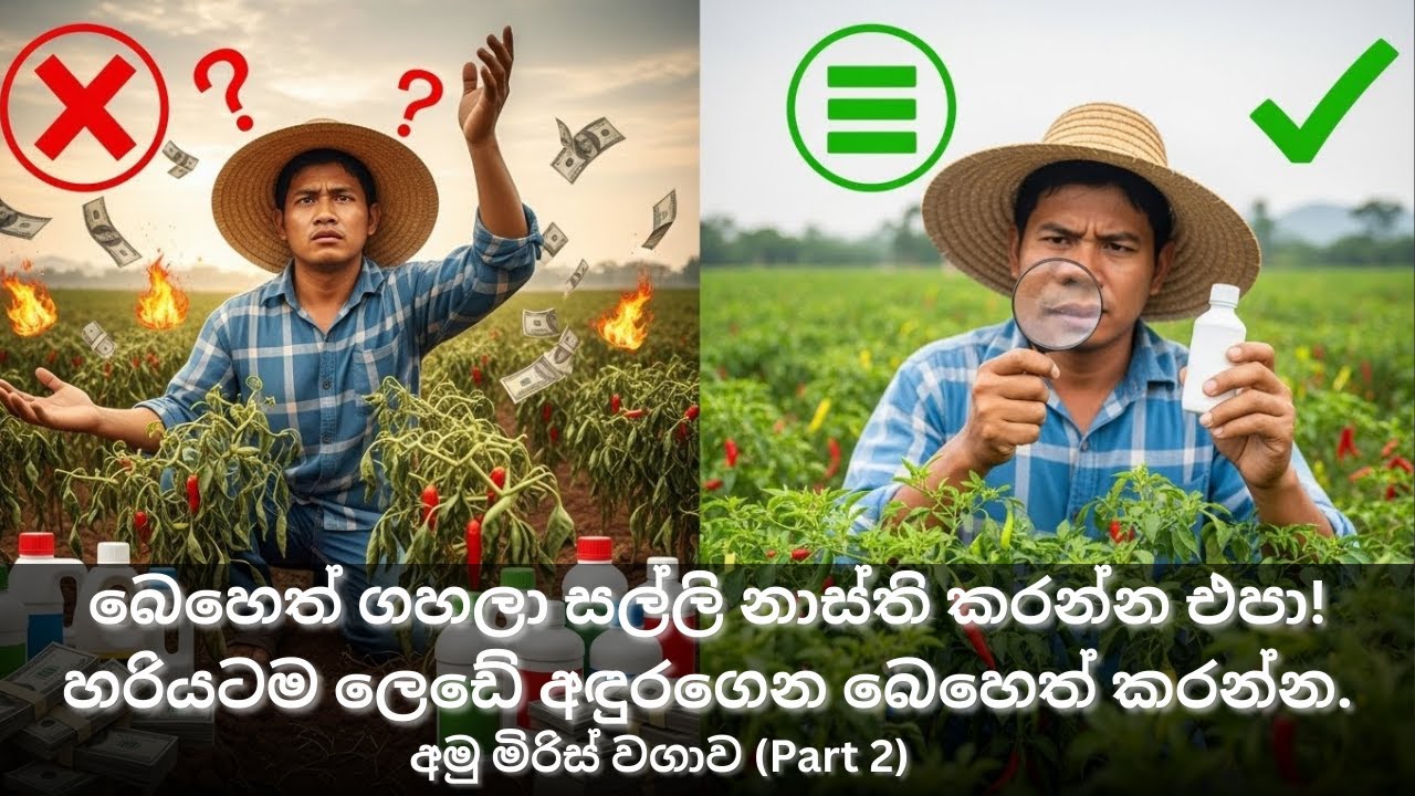 බෙහෙත් ගහලා සල්ලි නාස්ති කරන්න එපා! හරියටම ලෙඩේ අඳුරගෙන බෙහෙත් කරන්න (අමු මිරිස්  වගාව(Part 2))