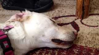 Sweet Dreaming White Shepherd by Super Puppy 64 views 8 years ago 34 seconds