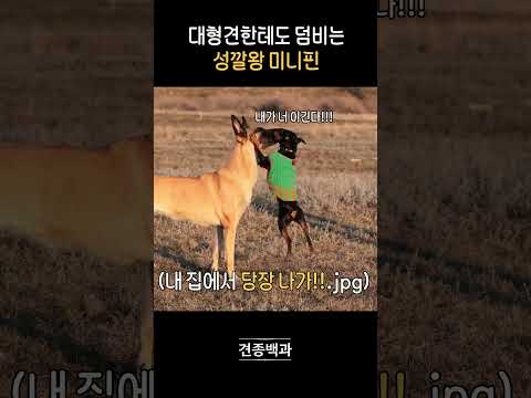 나를 경비견으로 임명하라 인간이여