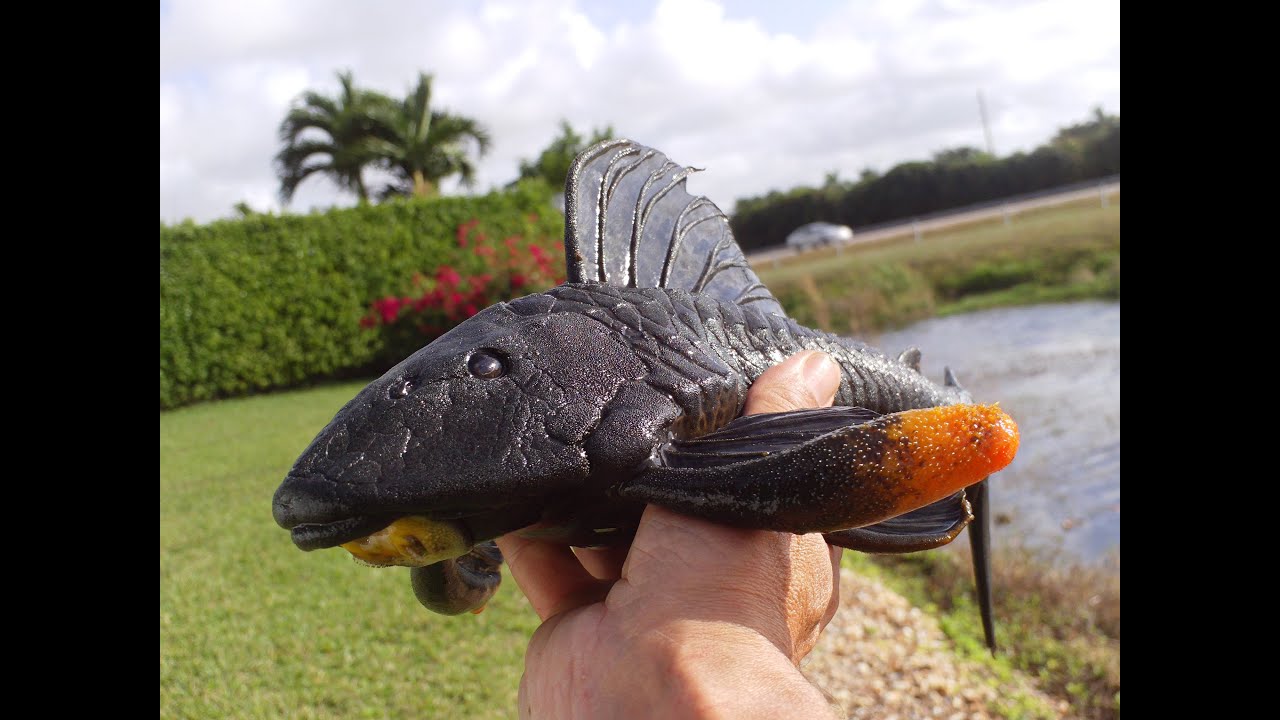Ever seen a Pleco like this before? Ultra Rare 1st on youtube YouTube