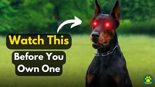 3 Things You Should Know Before Owning DOBERMAN Pinscher