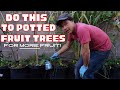 Do This to All Your Potted Fruit Trees for More Fruit Next Year