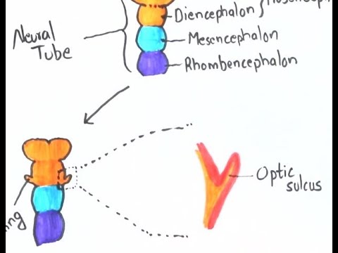 Videó: A Rosszindulatú Primitív Neuroektodermális SK-PN-DW Tumorsejt Citogenetikai Jellemzése