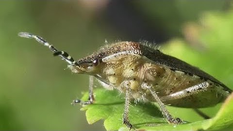 Stink Bug Close-Up Stock Video