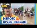 Rescuers help save cows from Queensland floodwaters | Today Show Australia