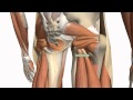 Muscles of the Thigh and Gluteal Region - Part 1 - Anatomy Tutorial