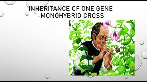 INHERITANCE OF ONE GENE - MONOHYBRID CROSS