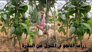 زراعة أشجار المانجو, زراعة المانجو من البذرة, طريقة تسريع نمو اشتال المانجو How to Grow a Mango Seed