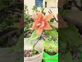 அடுக்கு செம்பருத்தி #shortsfeed #shortvideoviral #gardening #ytshorts #song #entertainmentshorts