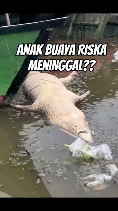 NASIB ANAK BUAYA RISKA #buayariska #buaya #crocodile #trending #storrytelling