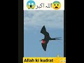 Everything is  the nature of  allah  power of allah  viral  shorts