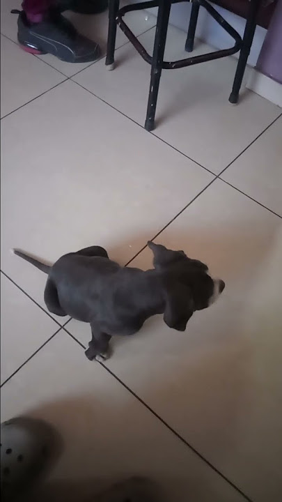 Bully puppy