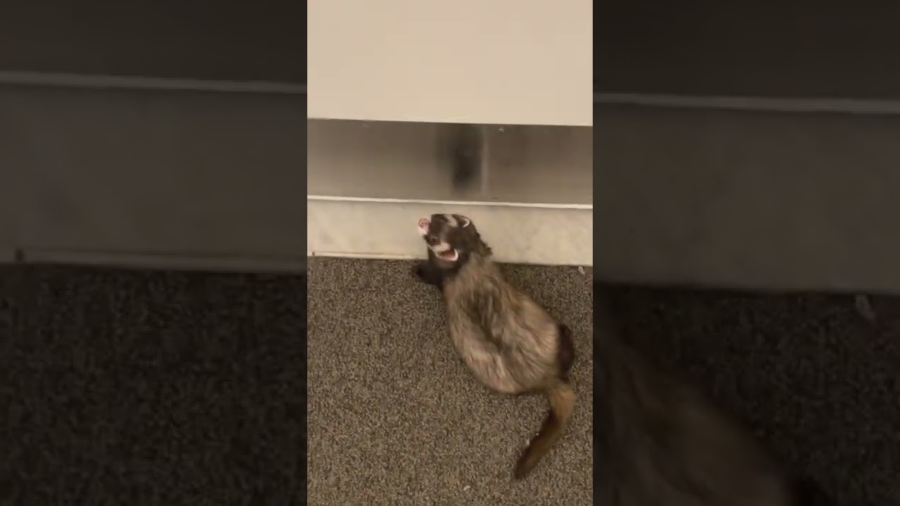 Bandit the ferret explores complex