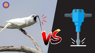 White Bellbird is Louder Than a Jackhammer | World’s Loudest Bird