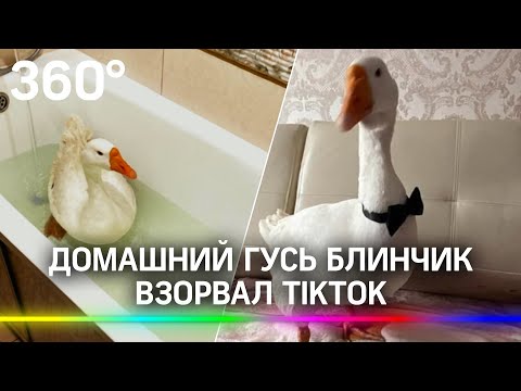 Гусь – не паштет! Как гусь Блинчик поселился в квартире и взорвал TikTok