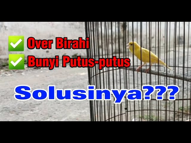 Solusi kenari over birahi / ob atau kenari bunyi putus putus class=