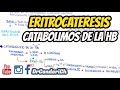 Eritrocateresis (fisiologia del globulo rojo)