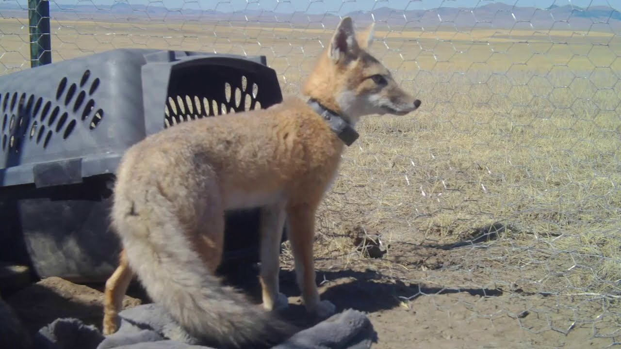 Tribes Begin Five-Year Swift Fox Reintroduction at Fort Belknap